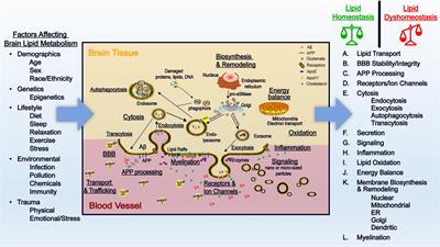 Involvement of Lipids in Alzheimer’s Disease Pathology and Potential Therapies